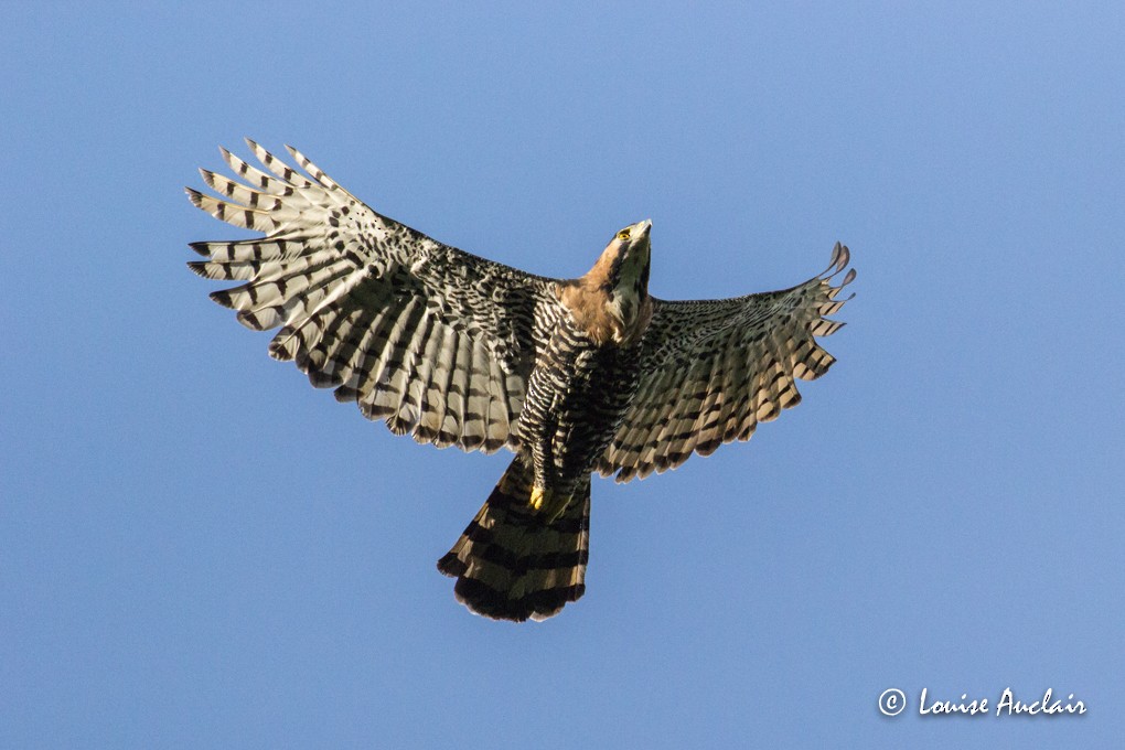 Ornate Hawk-Eagle - Louise Auclair