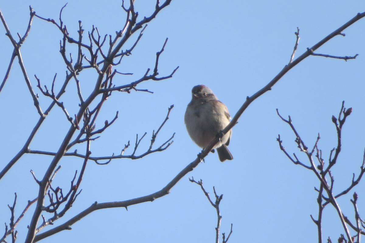 American Tree Sparrow - ML245002961