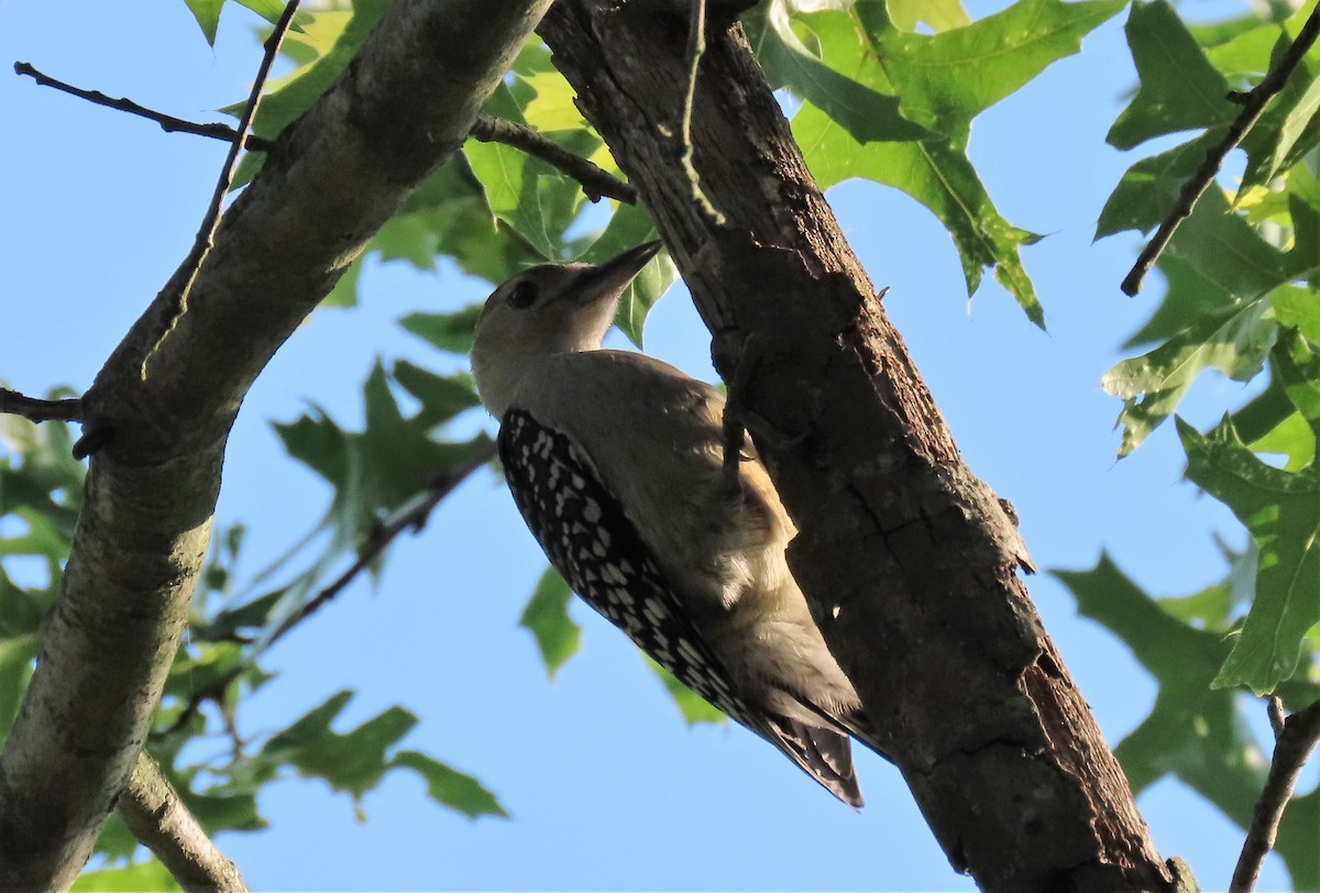 Red-bellied Woodpecker - Anne Mytych