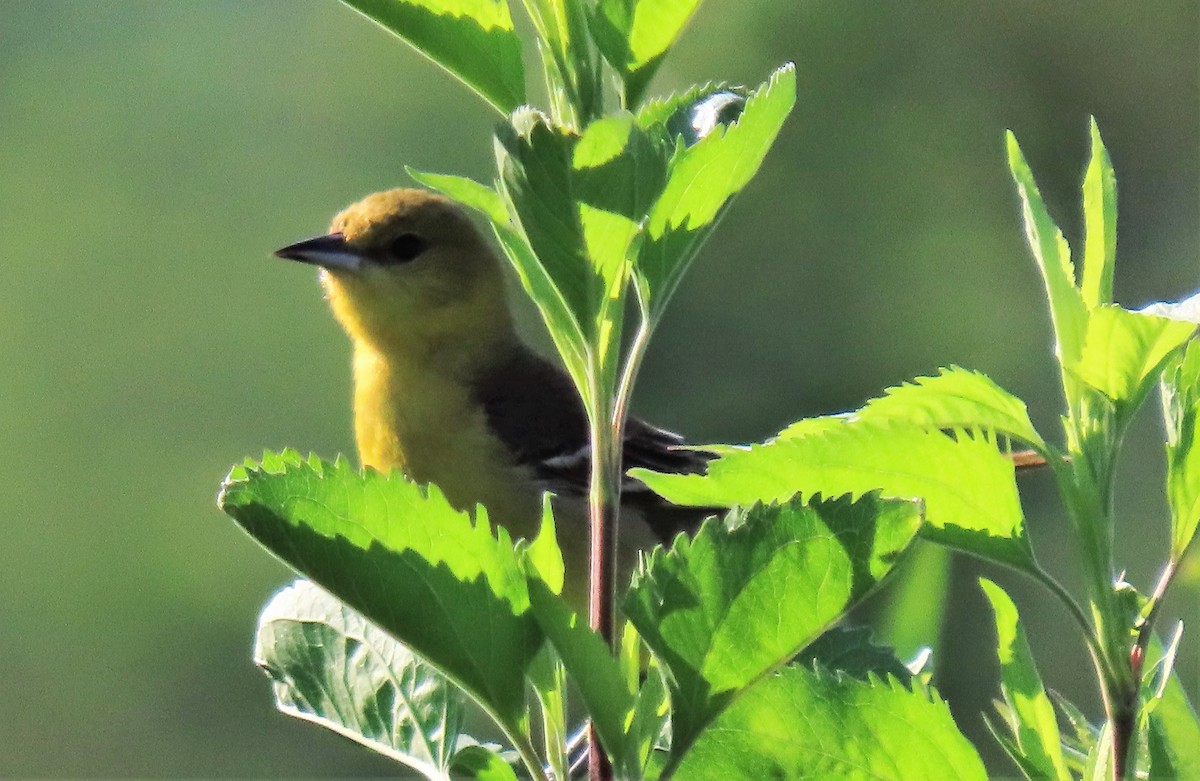 Orchard Oriole - ML245004291