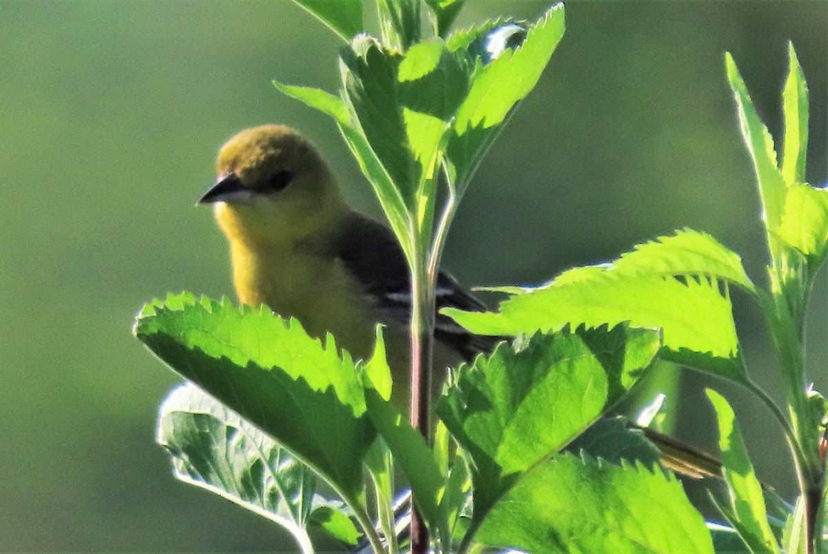 Orchard Oriole - ML245004371