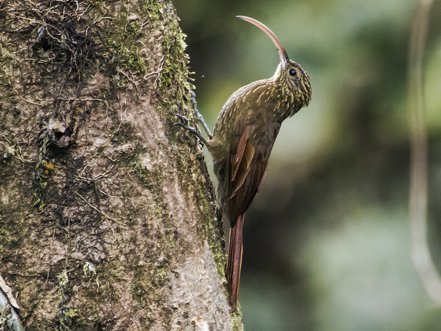 Brown-billed Scythebill - eBird