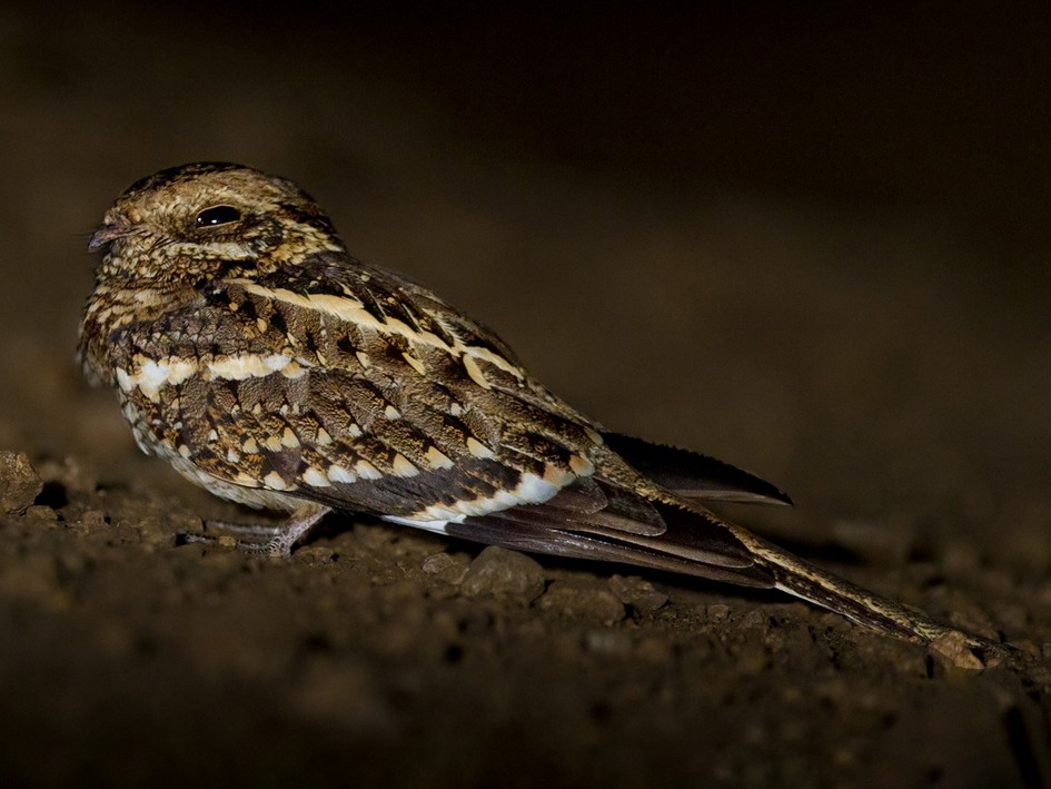 Slender-tailed Nightjar - Lars Petersson | My World of Bird Photography