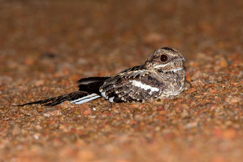 Long-tailed Nightjar - Dubi Shapiro