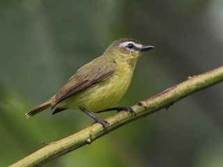 Brown-capped Tyrannulet - eBird