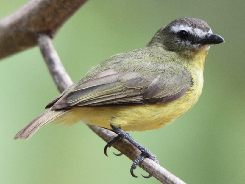 Brown-capped Tyrannulet - Lorenzo Calcaño