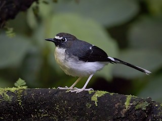  - Sunda Forktail