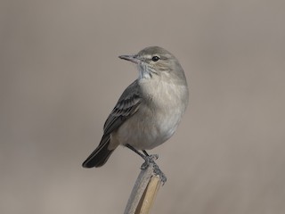  - Lesser Shrike-Tyrant