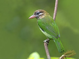  - White-cheeked Barbet