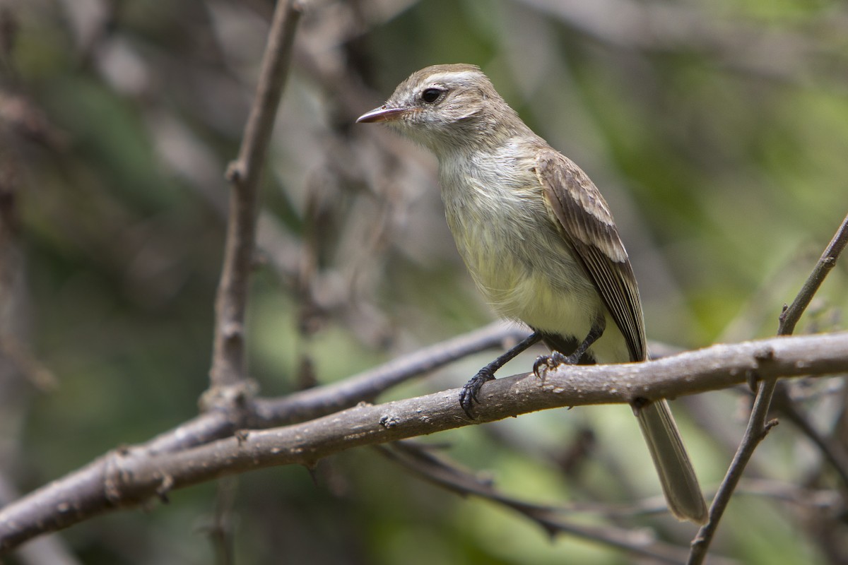 Northern Mouse-colored Tyrannulet - ML245014191