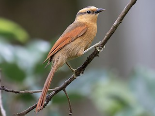  - Buff-fronted Foliage-gleaner