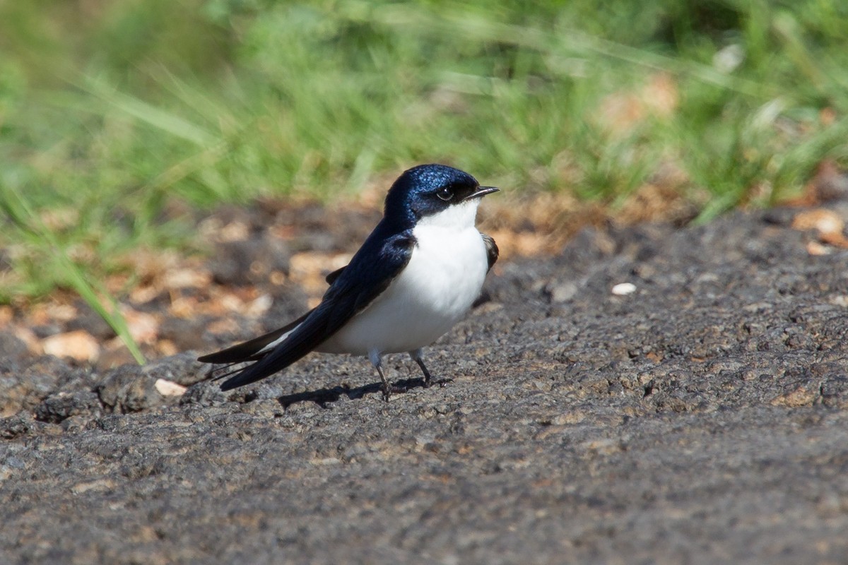 White-tailed Swallow - ML245014621