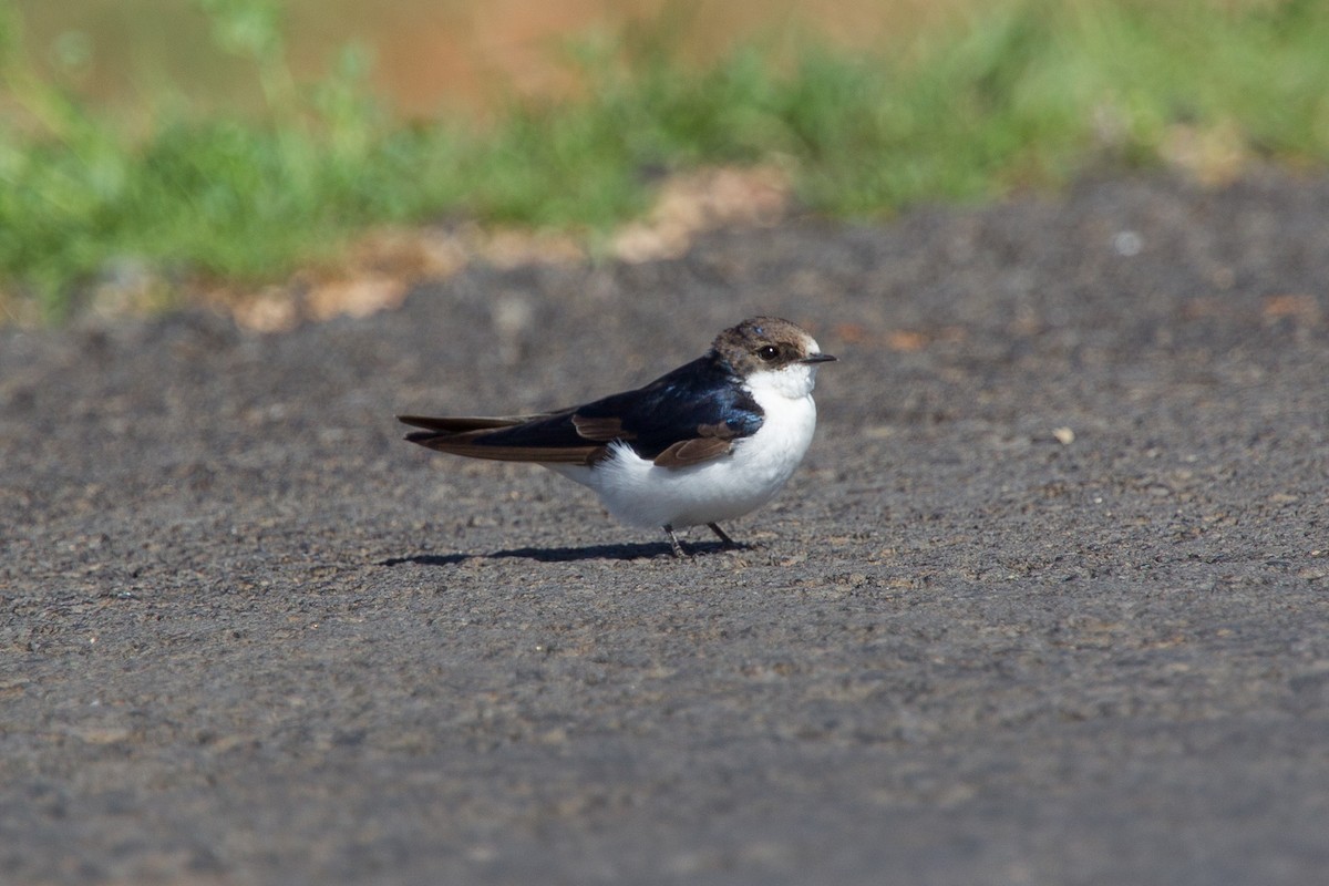 White-tailed Swallow - ML245014641