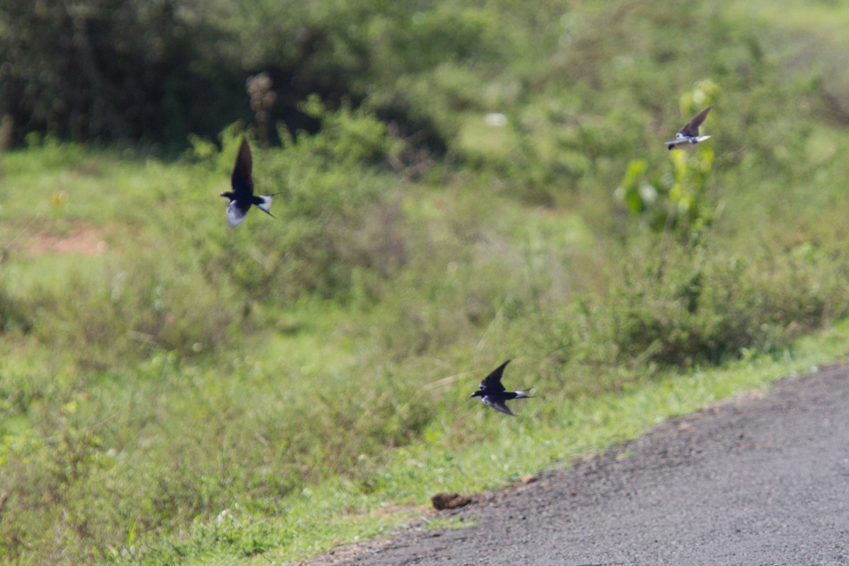 White-tailed Swallow - ML245014671