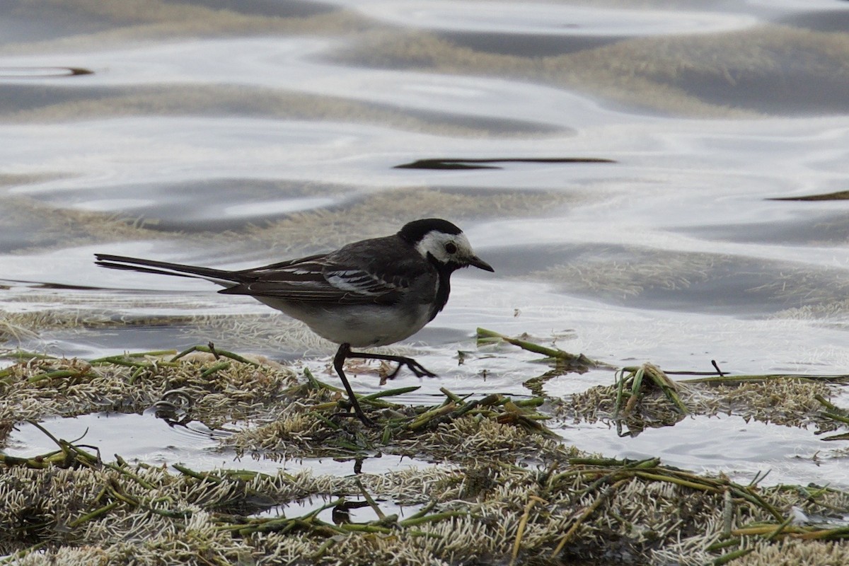 White Wagtail - Neil  McMurray