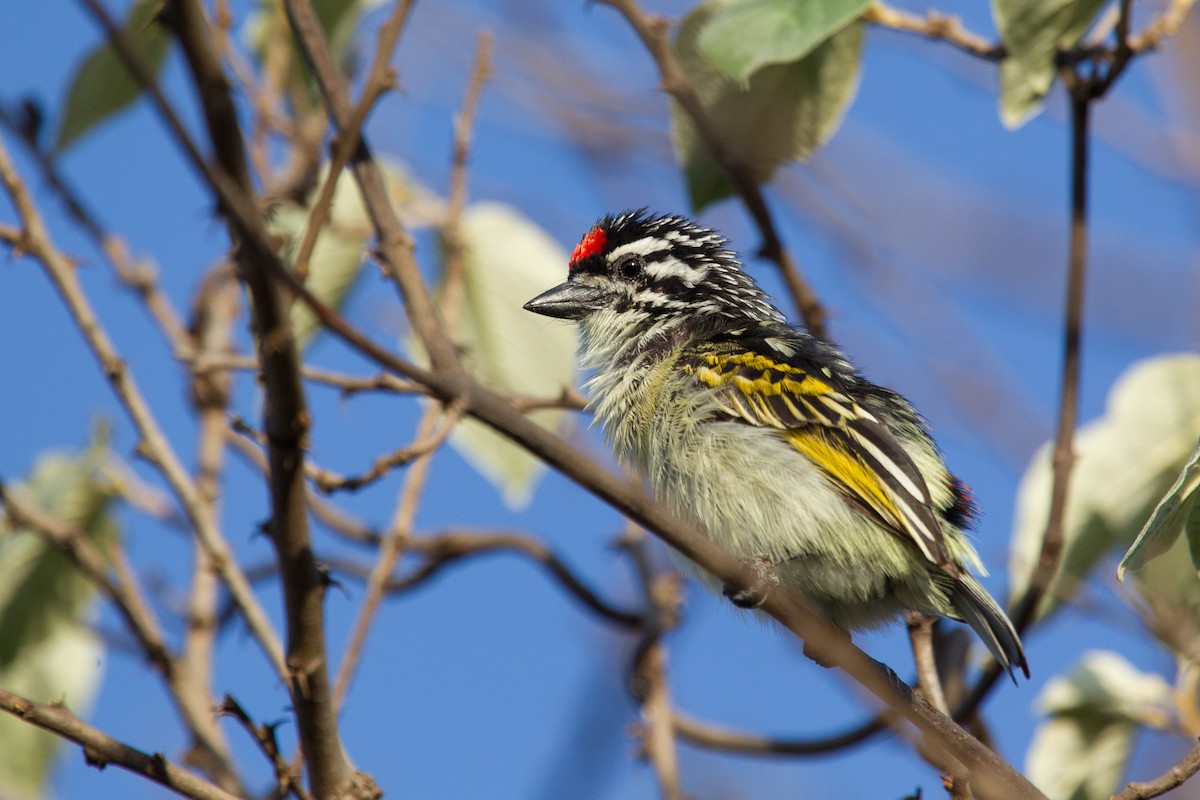 Red-fronted Tinkerbird - Simon Colenutt