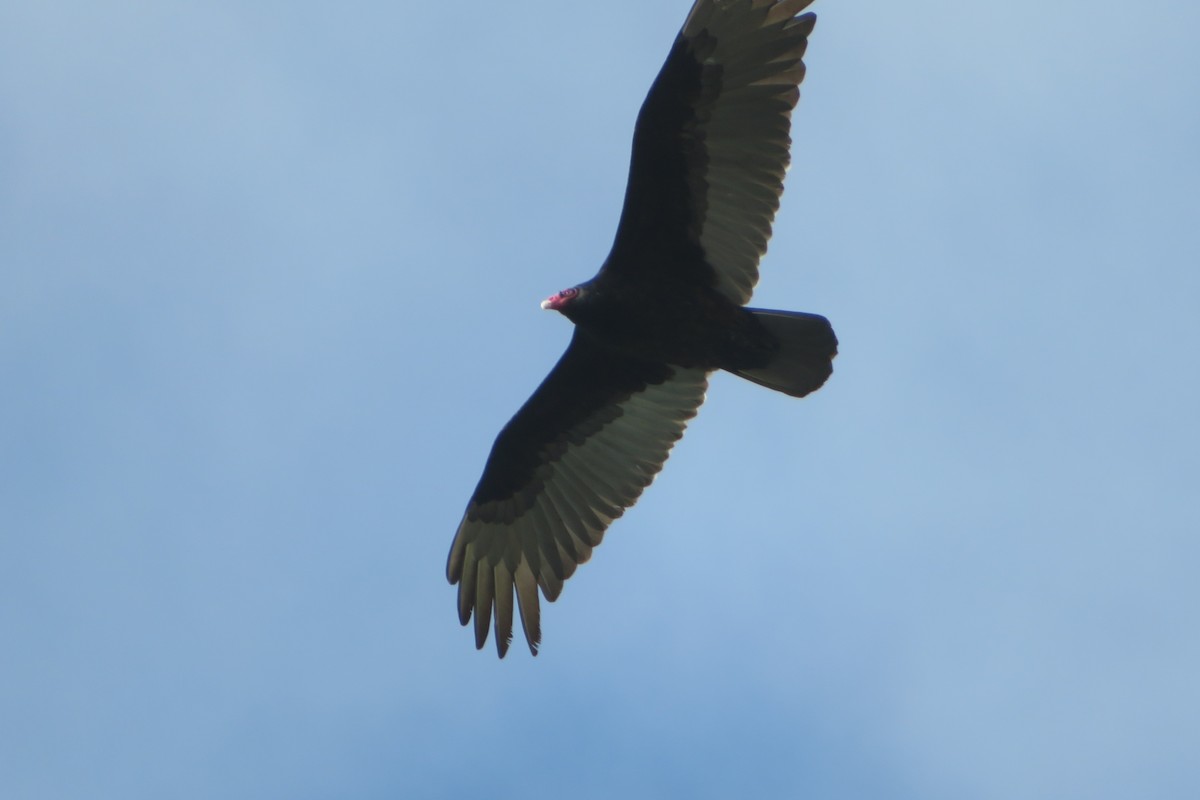 Turkey Vulture - ML245018891