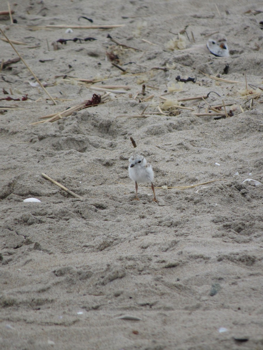 Piping Plover - ML245020801