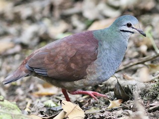  - Buff-fronted Quail-Dove