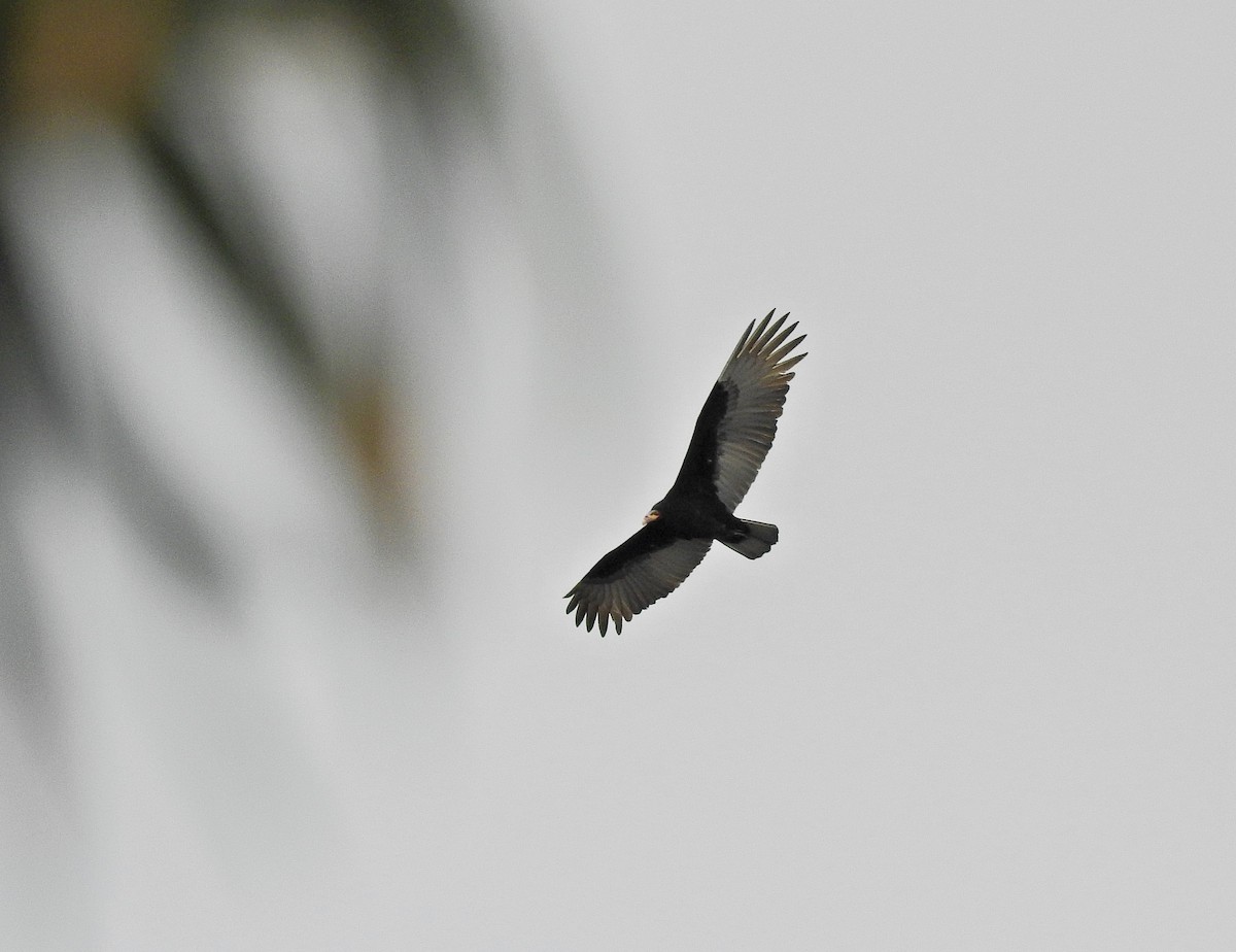 Lesser Yellow-headed Vulture - Alejandra Pons
