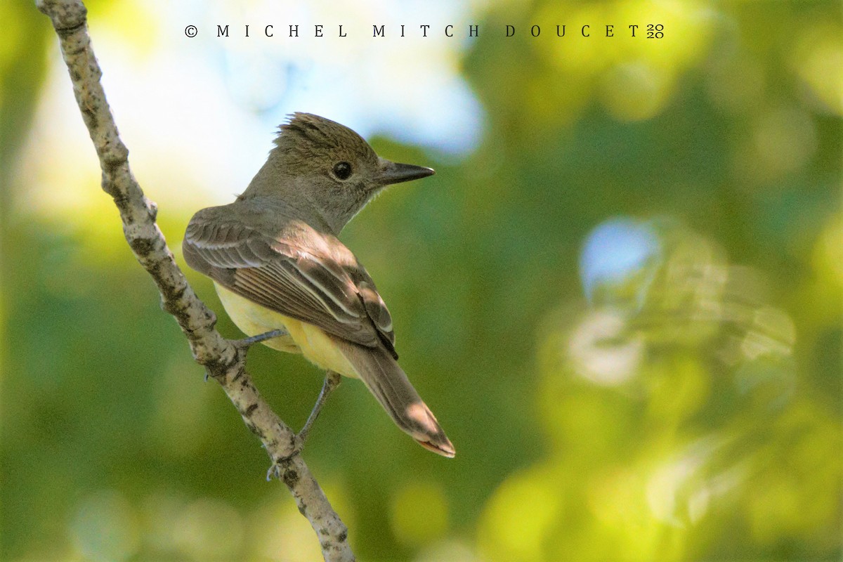 Great Crested Flycatcher - ML245026061