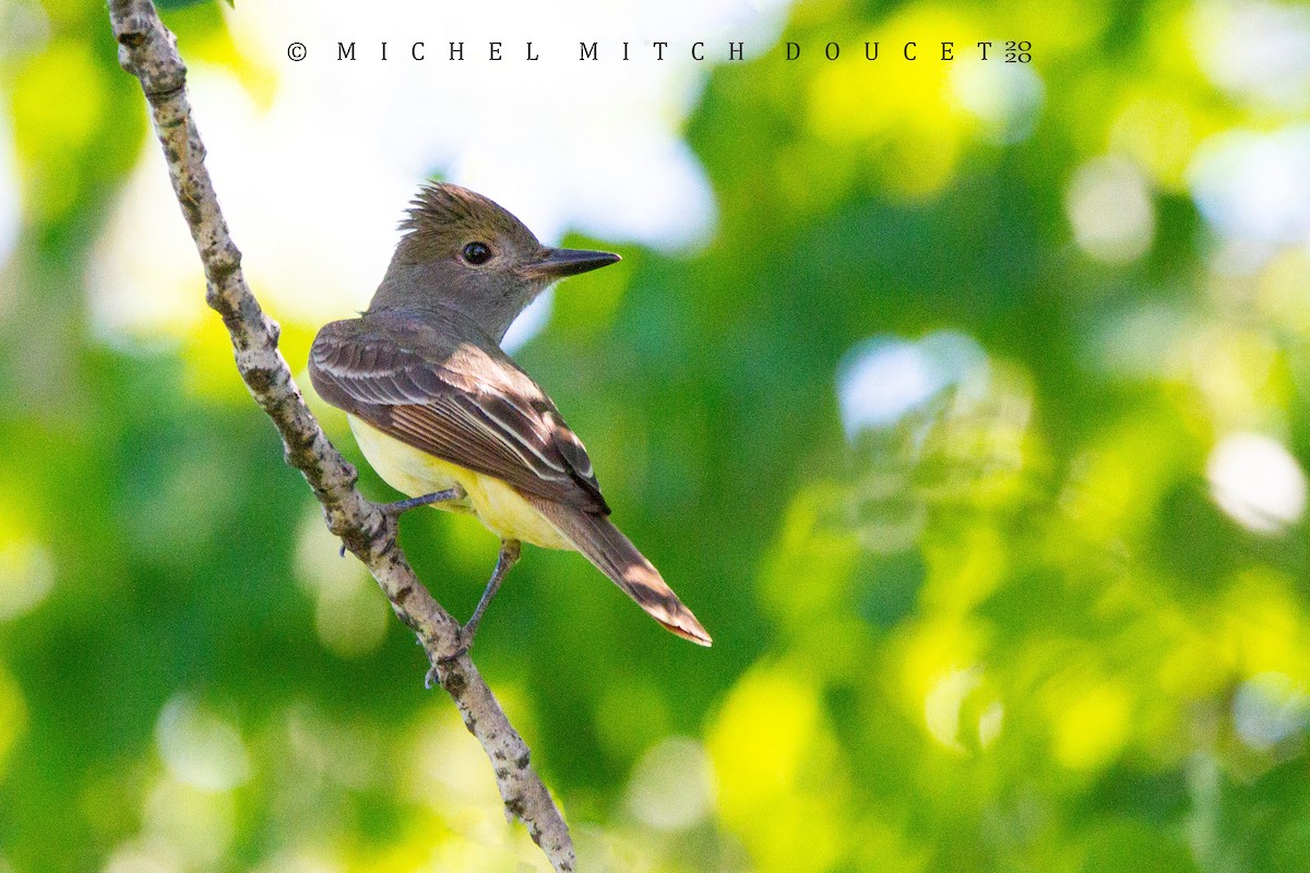 Great Crested Flycatcher - ML245026071