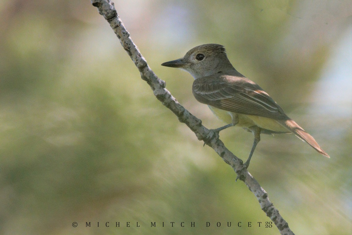 Great Crested Flycatcher - ML245026081
