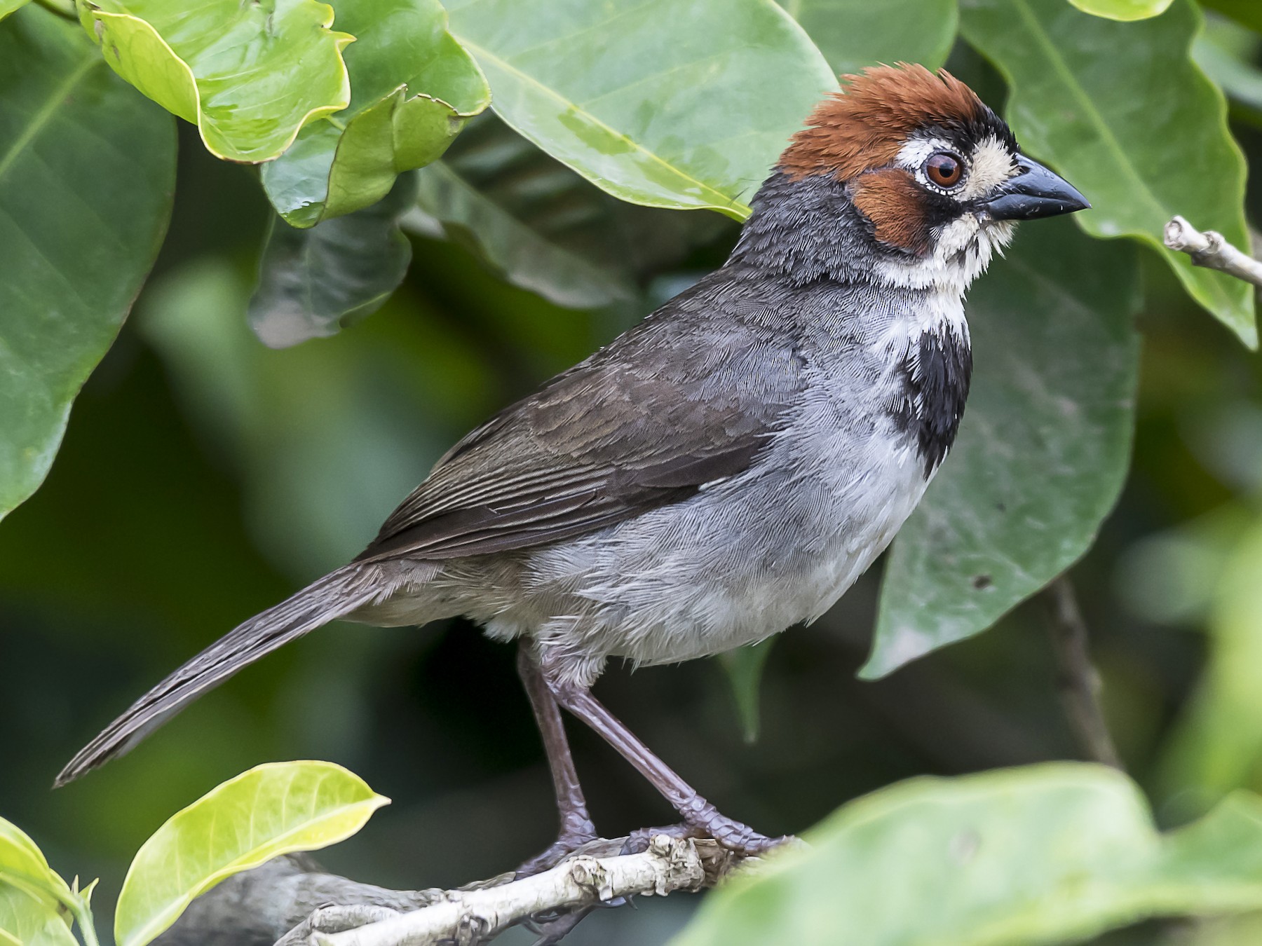 Cabanis's Ground-Sparrow - fernando Burgalin Sequeria