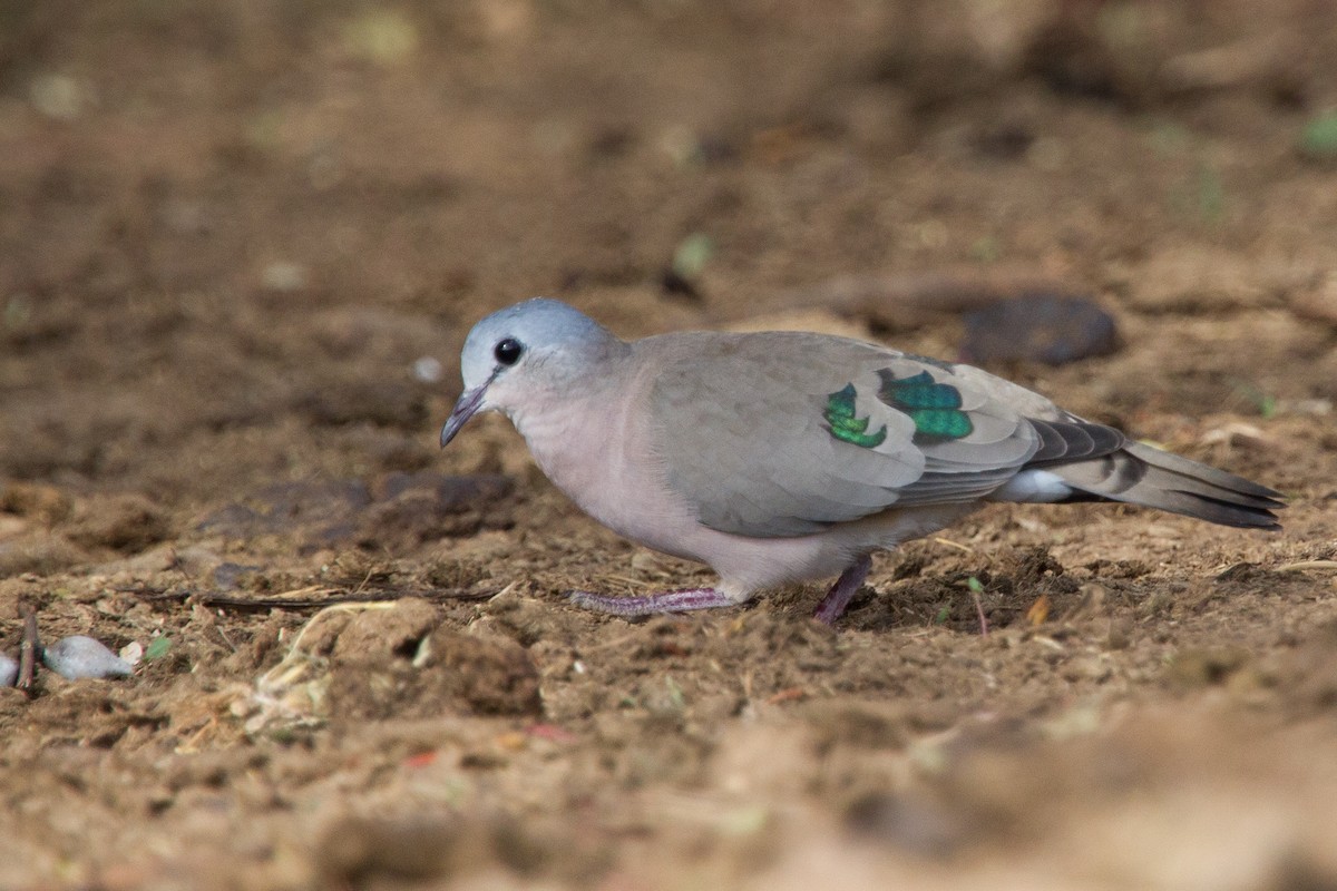 Emerald-spotted Wood-Dove - ML245026501