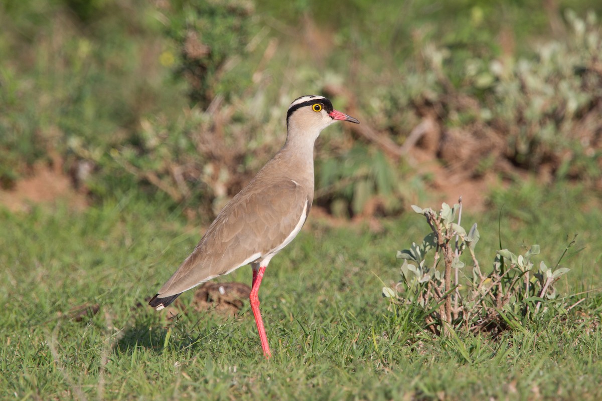 Crowned Lapwing - ML245026521