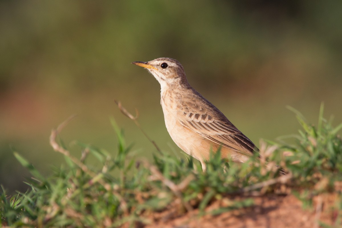 African Pipit - ML245026861