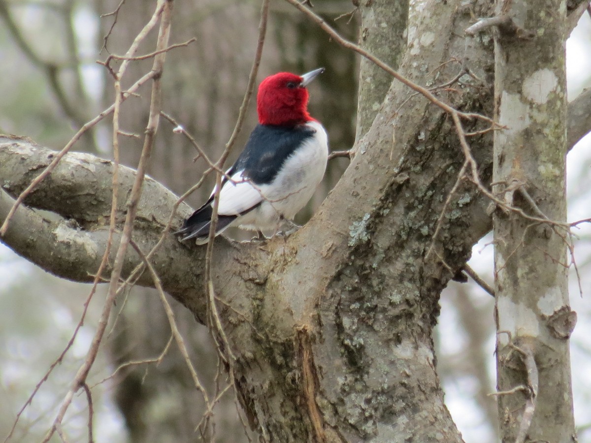Red-headed Woodpecker - ML24502701