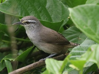  - Canebrake Wren