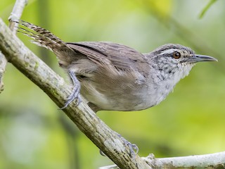  - Canebrake Wren