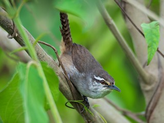  - Canebrake Wren