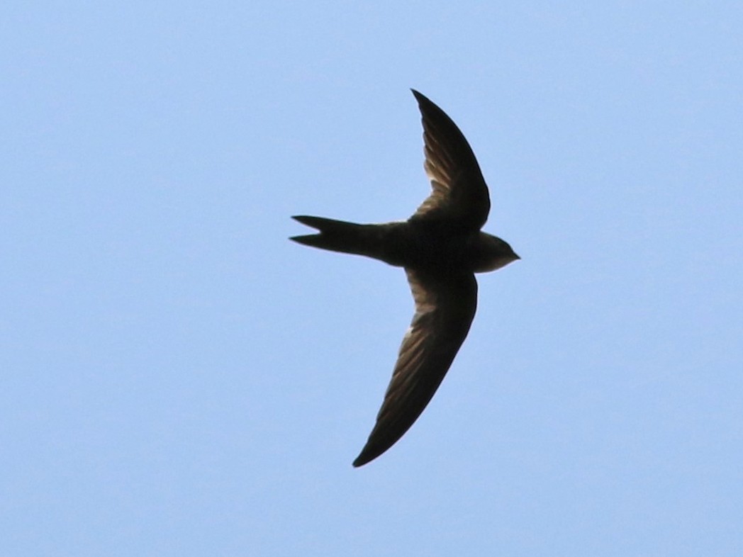 Nyanza Swift - Ebird