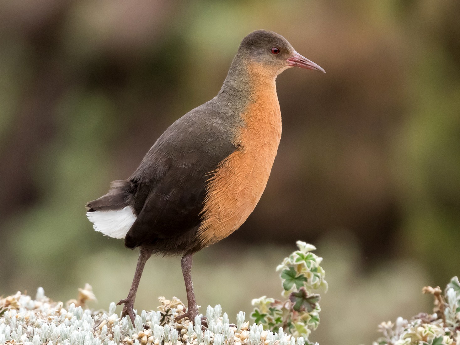 Rouget's Rail - eBird
