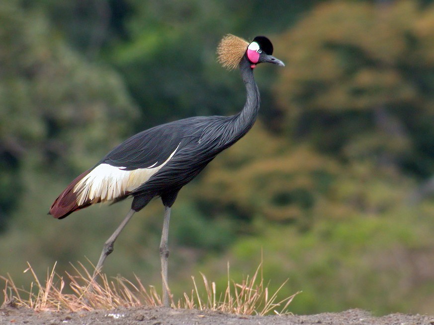 Black Crowned-Crane - Lasse Olsson