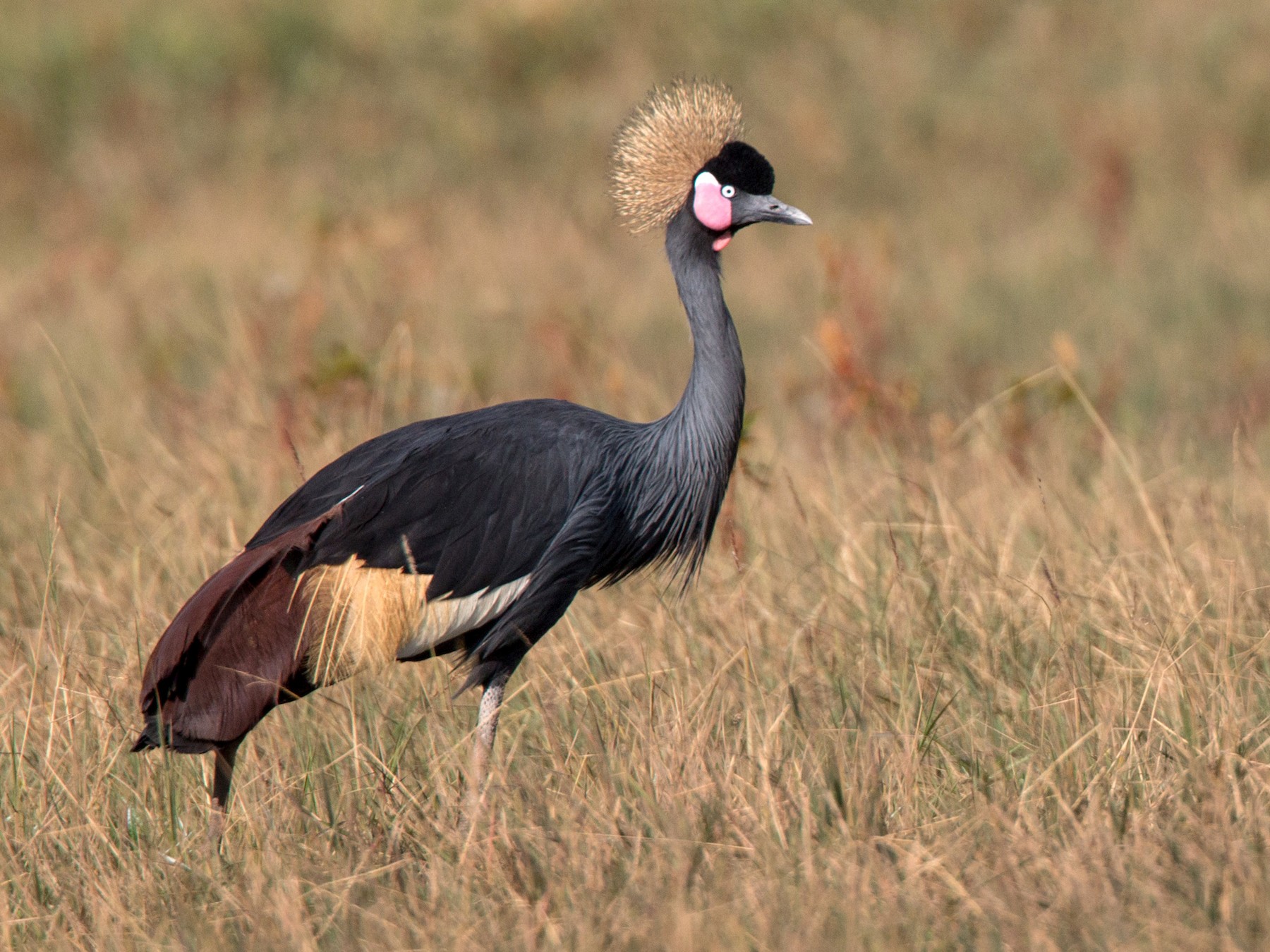 Black Crowned-Crane - Ian Davies