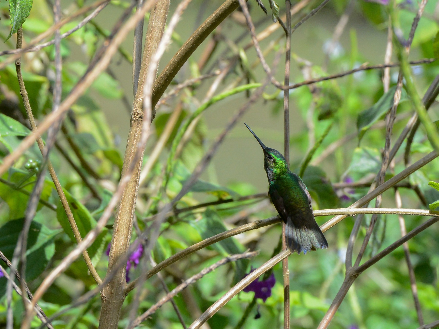 Charming Hummingbird - Erik Martin