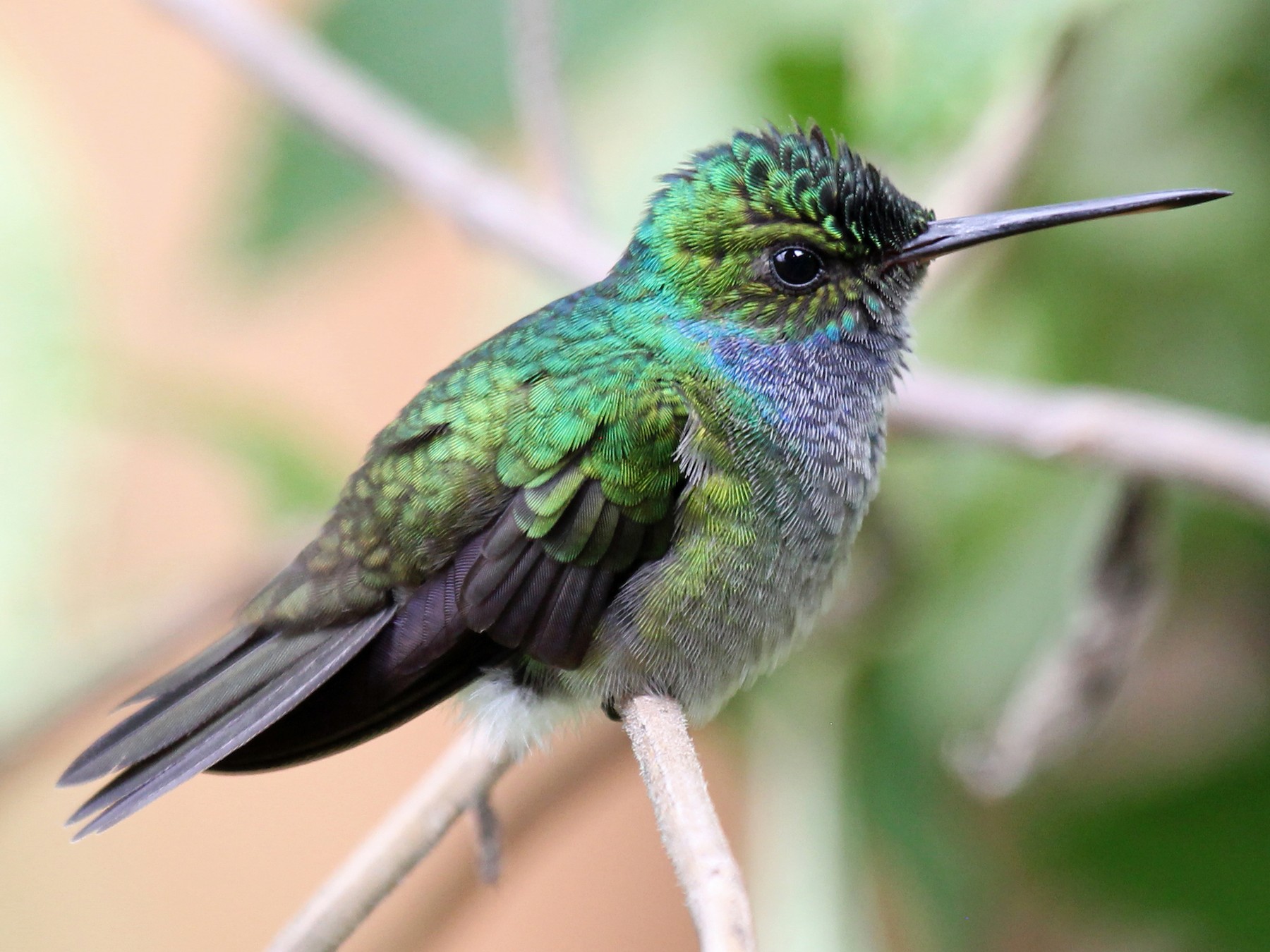 Charming Hummingbird - Greg  Griffith