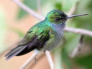  - Charming Hummingbird