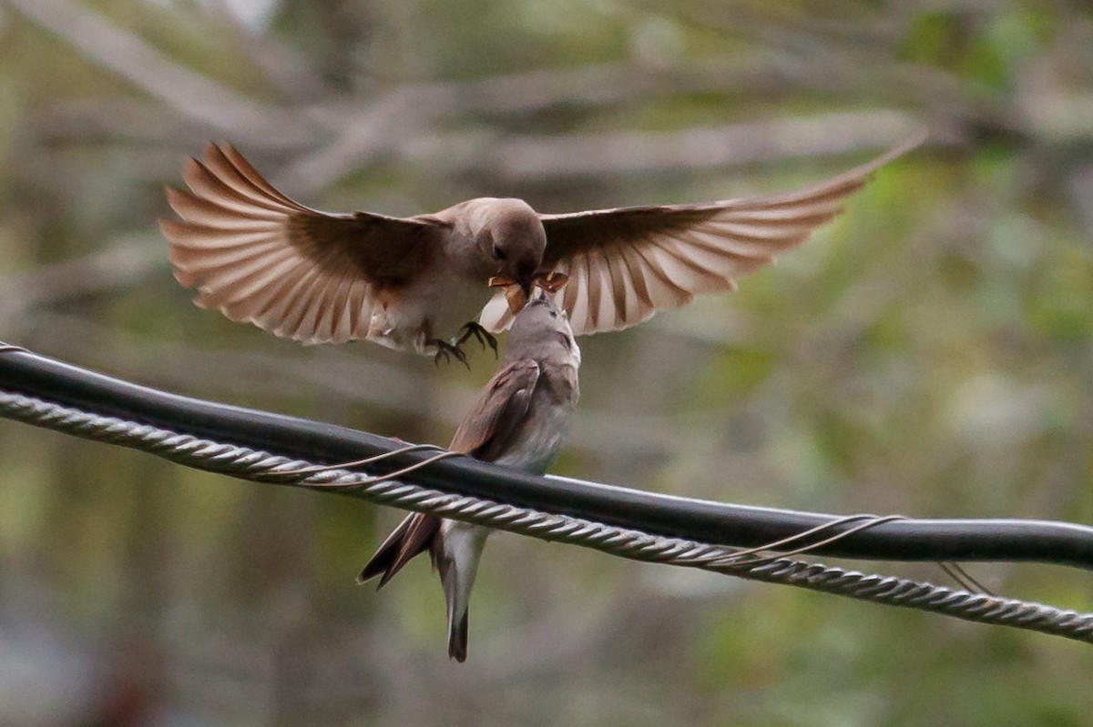 Northern Rough-winged Swallow - ML245033681