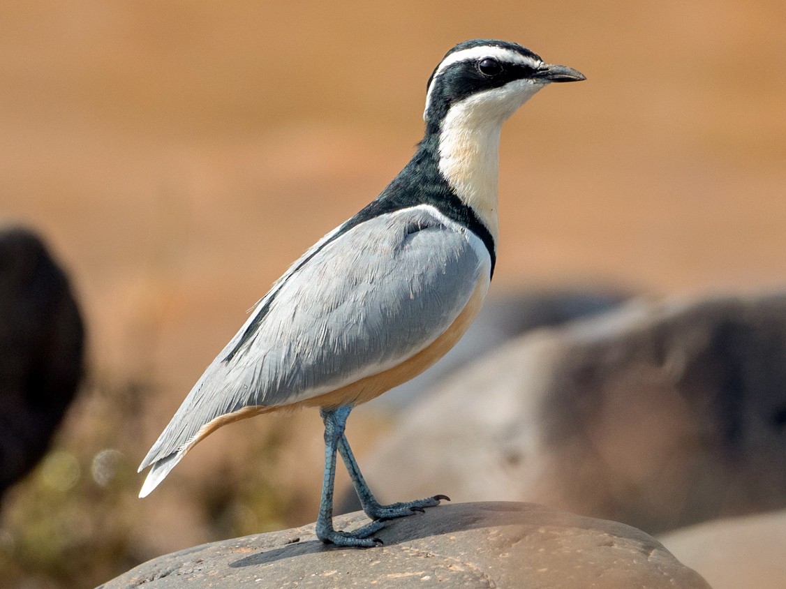 Egyptian Plover - Forest Botial-Jarvis
