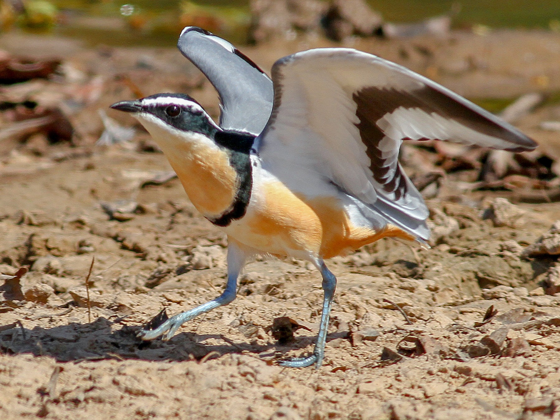 Egyptian Plover - Frans Vandewalle