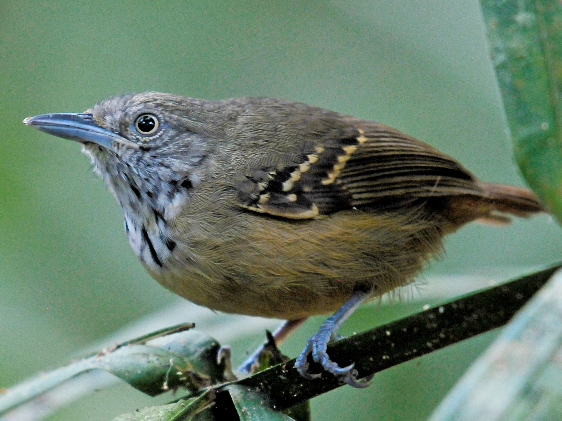Checker-throated Stipplethroat - Josanel Sugasti -photographyandbirdingtourspanama
