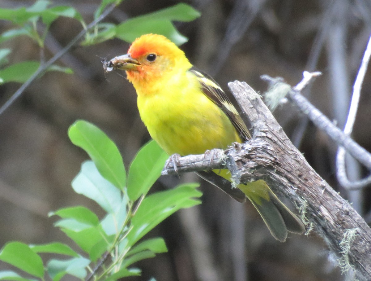 Western Tanager - ML245036181