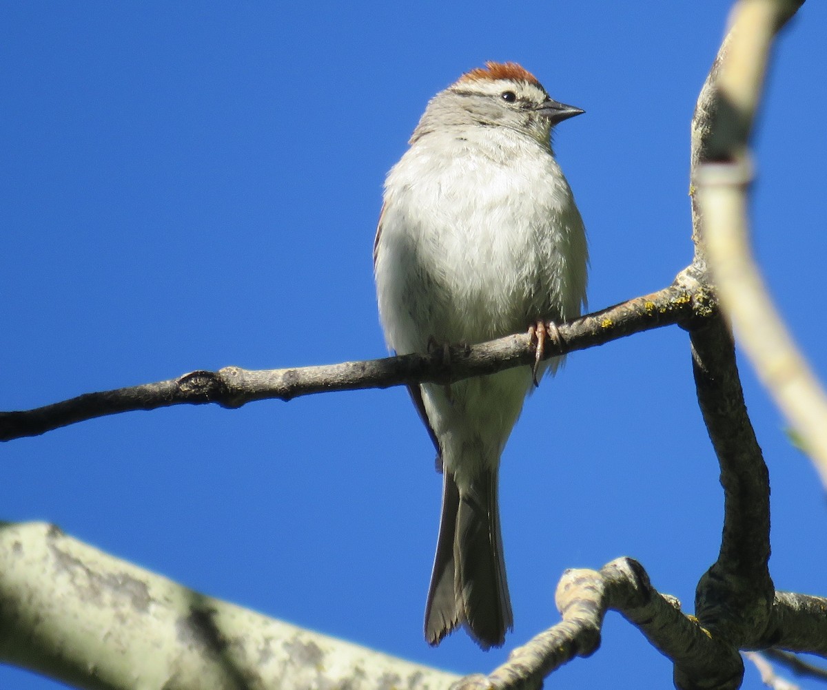 Chipping Sparrow - ML245036451