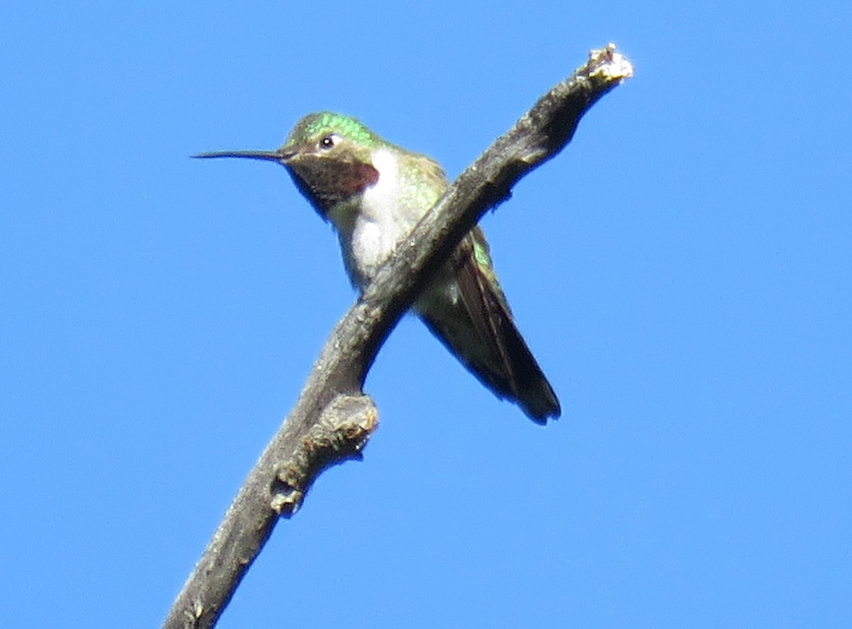Broad-tailed Hummingbird - ML245036661