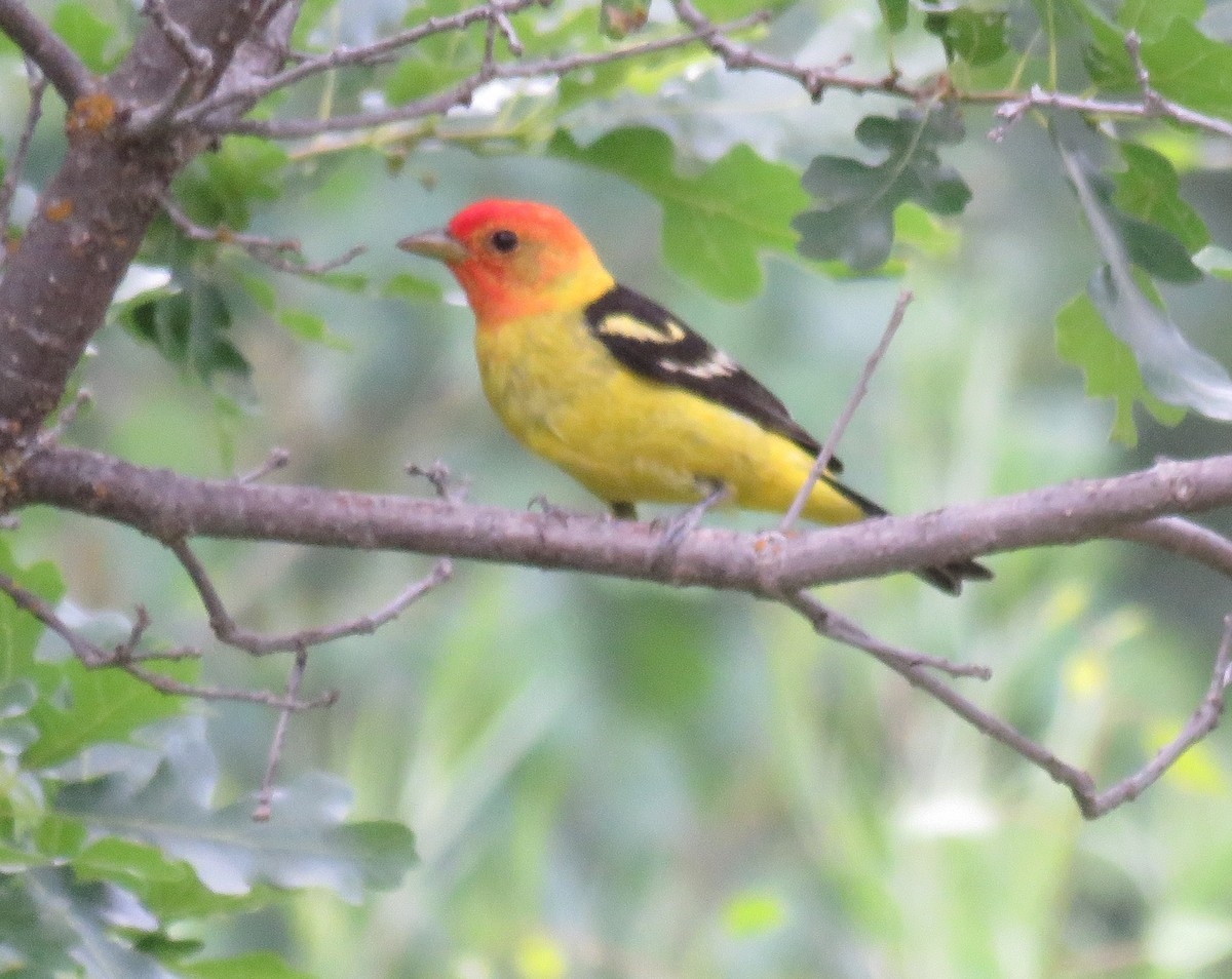 Western Tanager - ML245037821